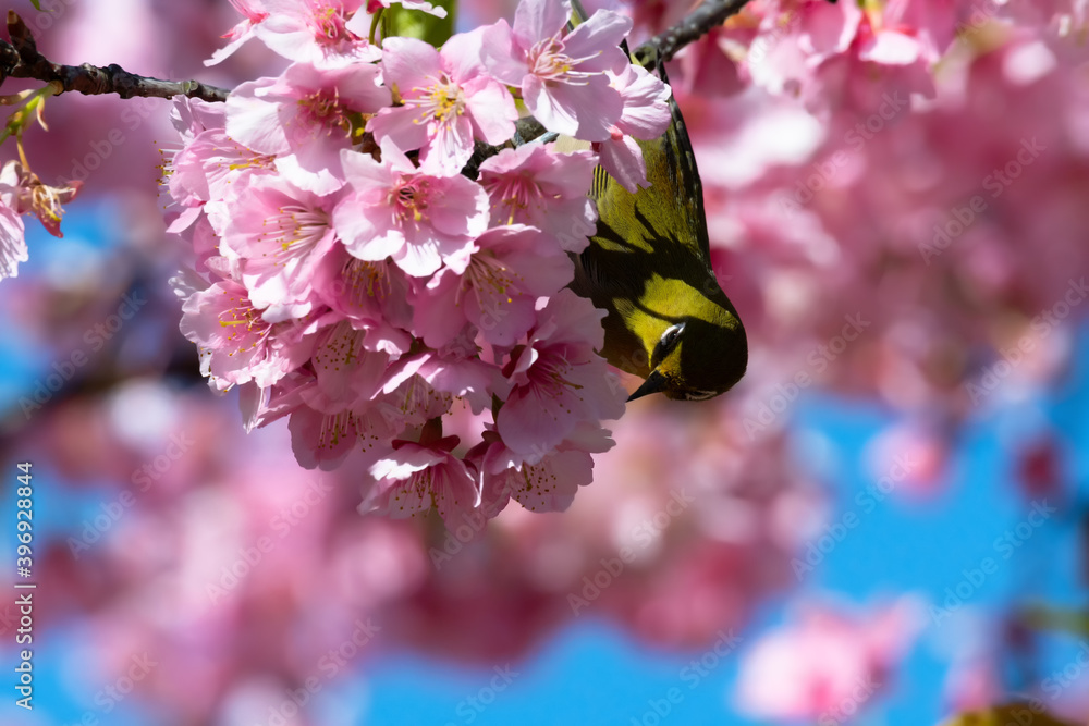 Japanese White-eye With Cherry blossoms(Japanese name is Kawazu-zakura