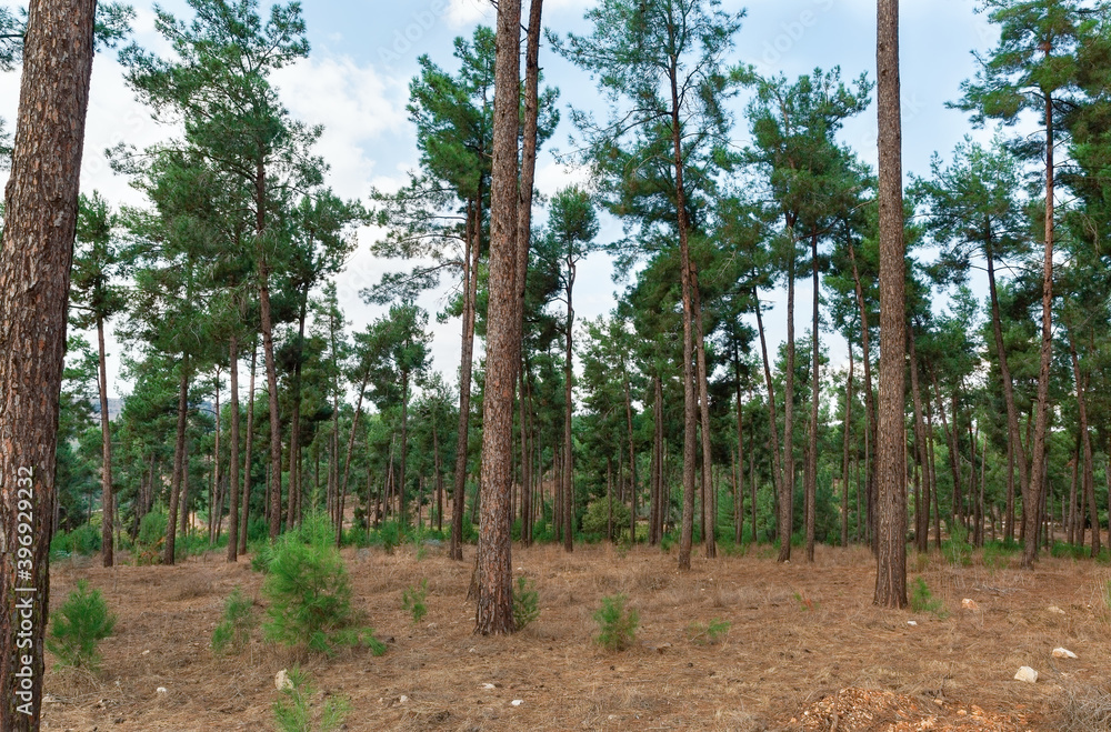 Φωτογραφία trees in the forest in northern Israel