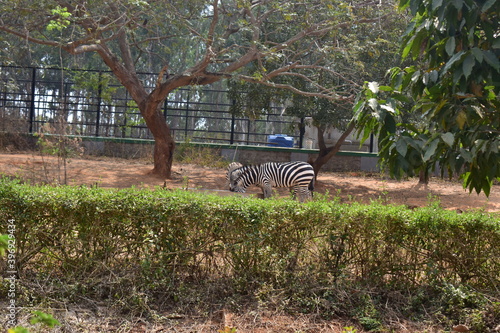 Zebra standing in a national park photo