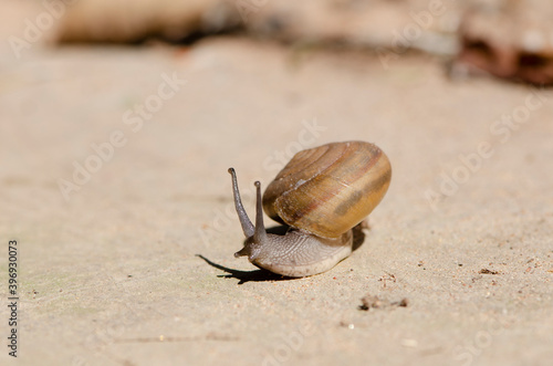 snail on road reaching up, Roman snail edible snail or escargot snail on blur background