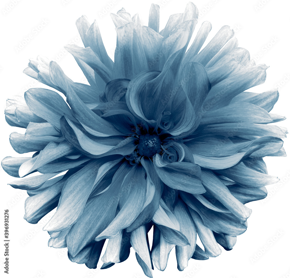 blue  flower dahlia  on a white  background isolated  with clipping path. Closeup. shaggy  flower for design. Dahlia.