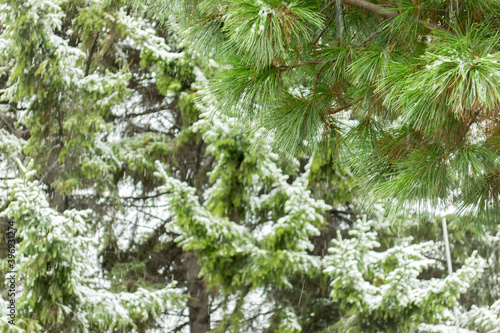 Snow-covered branch pine. Snowfall. First snow. Snowing. © jackan