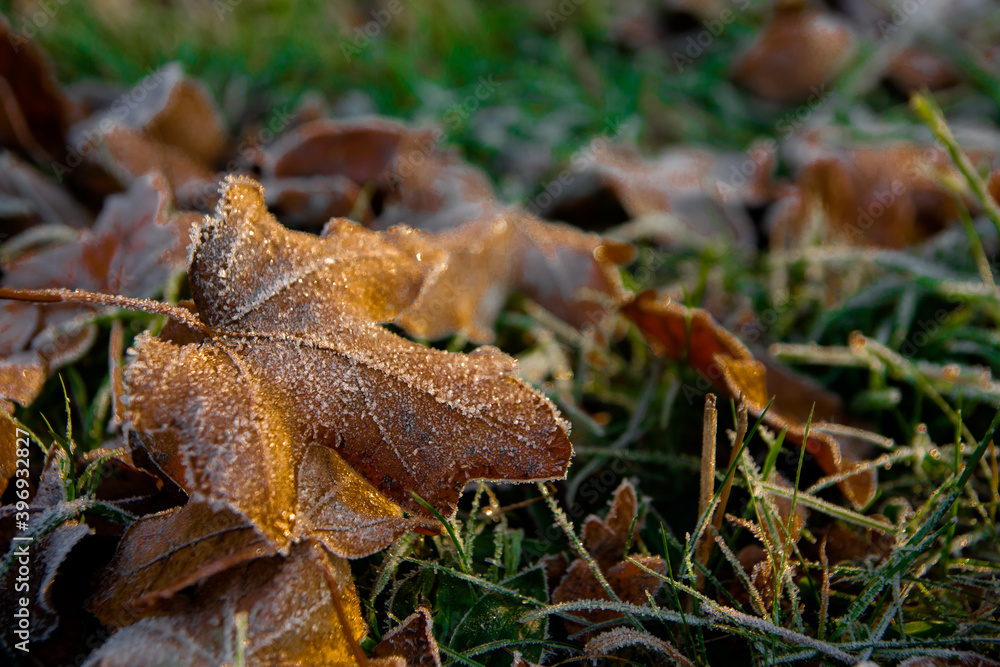 Texture of dried leaves in autumn Texture of dried leaves in autumn