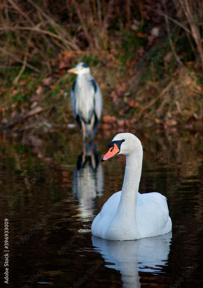 Obraz premium heron and swans in the river