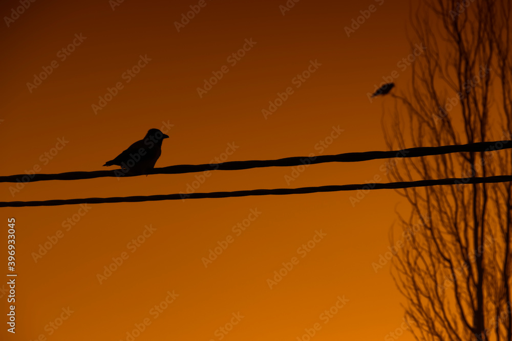 Fototapeta premium The crow sits on the wires against the background of the sky.