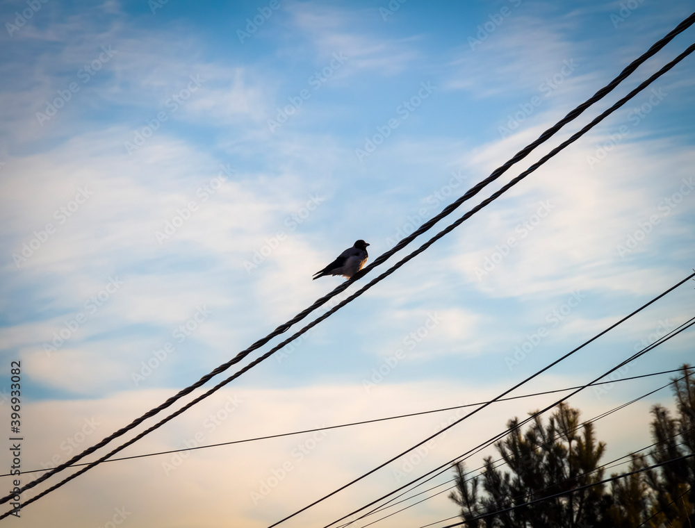 Fototapeta premium The crow sits on the wires against the background of the sky.