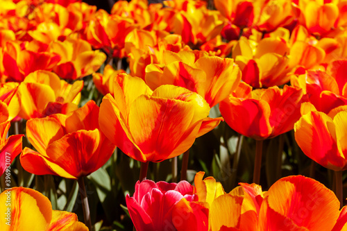 Tulipa Oxford Elite Darwin Hybrid Tulip. Spring tulips panoramic colorful flowerbed.