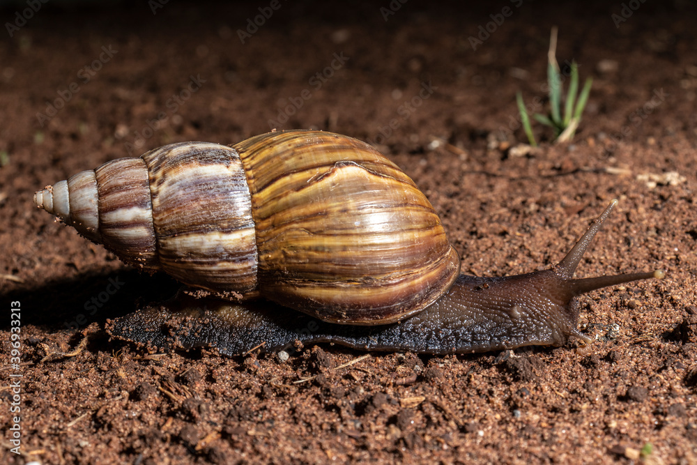 Snail walks at night in a garden in Brazil Snail walks at night in a garden in Brazil