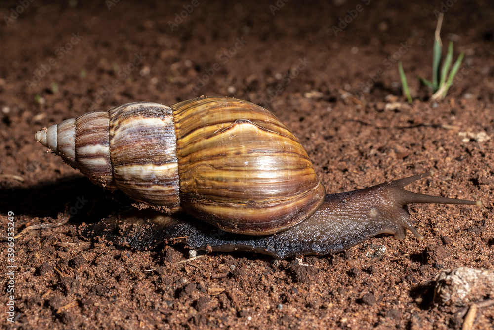 Snail walks at night in a garden in Brazil Snail walks at night in a garden in Brazil