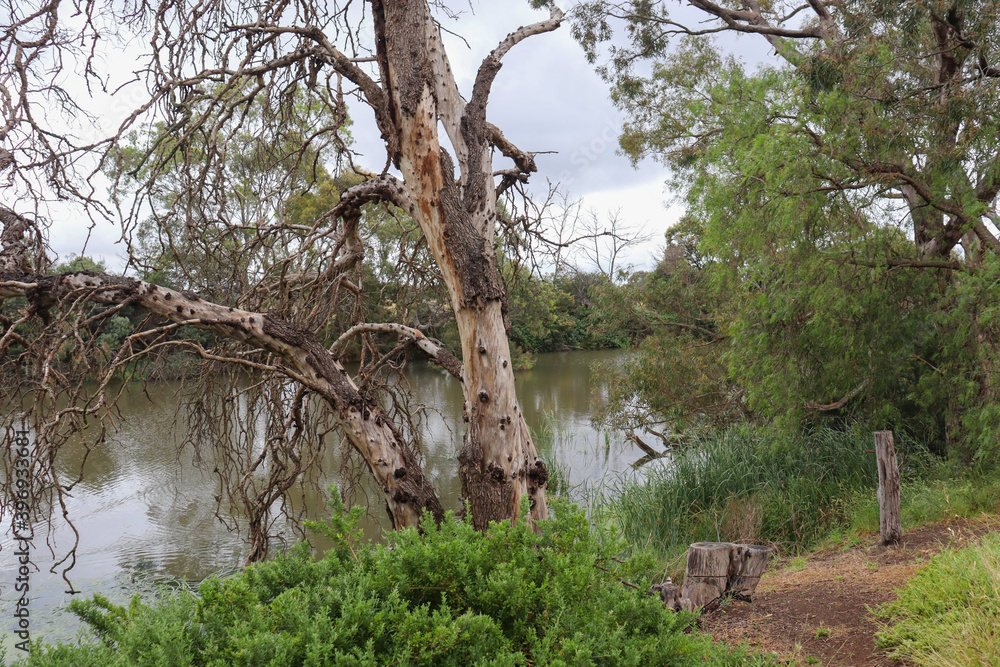 trees on river bank in australian bush landscape trees on river bank in australian bush landscape