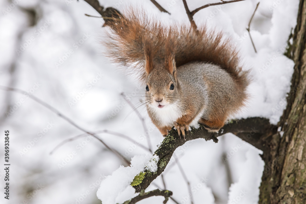 funny red squirrel sitting on tree branch in winter forest funny red squirrel sitting on tree branch in winter forest