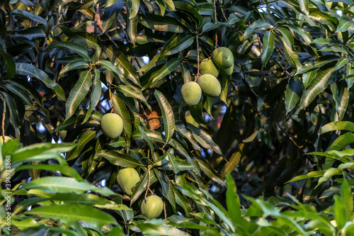 Green Mango Fruits are Ripening in Brazil