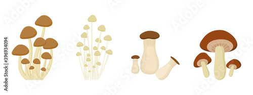 set of Mushroom on white background.