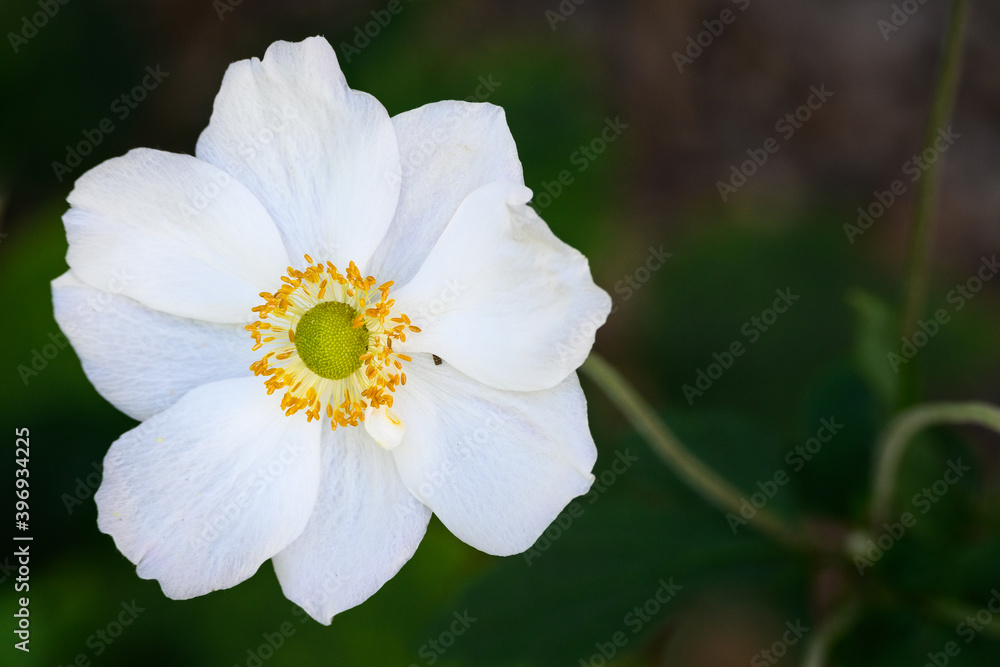 White Japanese Anemone in full bloom in a garden against a green background, as a nature background
