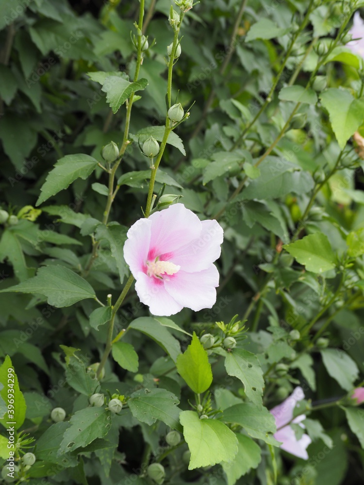 夏の庭に咲く美しいフヨウの花