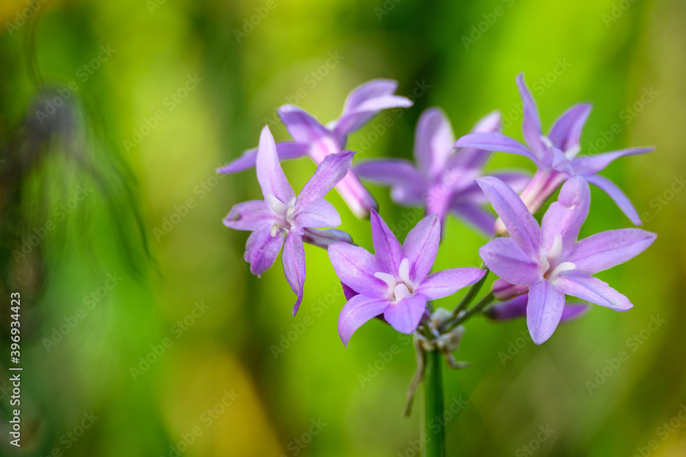 Lavender colored flower blooming in a garden against a green background, as a nature background
