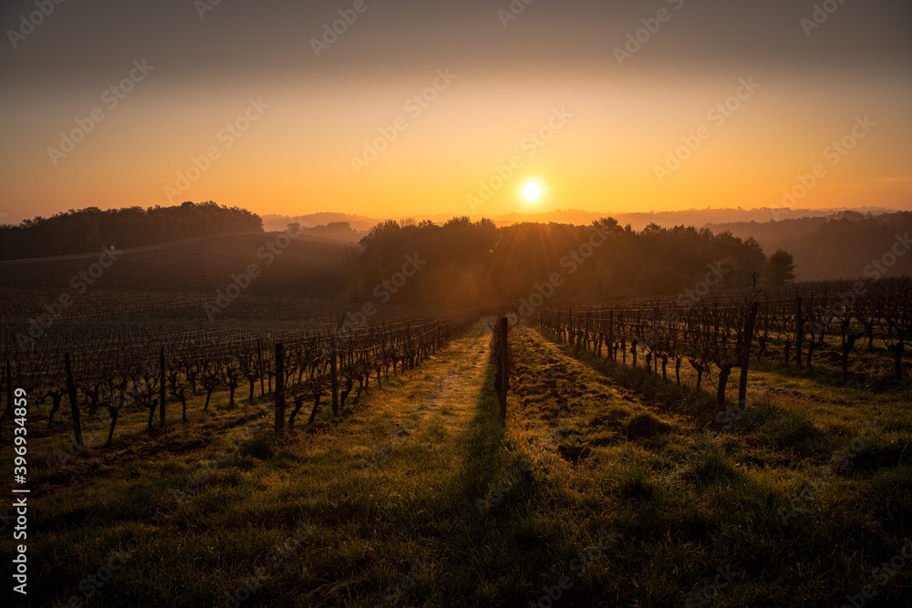 Bordeaux vineyard in autumn under the frost and fog, France