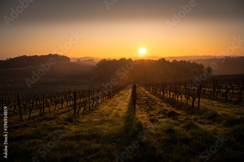 Bordeaux vineyard in autumn under the frost and fog  France