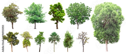 Isolated trees collection on white background