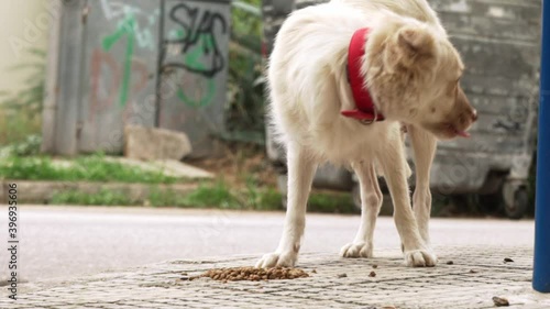 Footage of a stray ownerless white dog, eating croquettes dog food outdoors on street, slow motion static photo