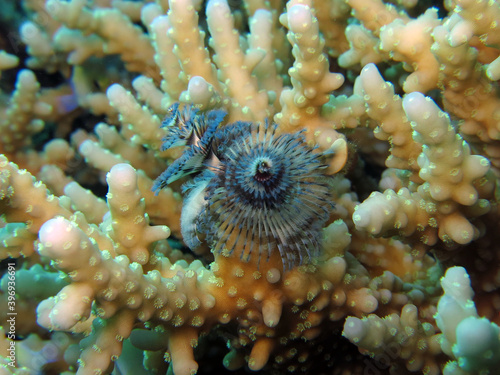 A Spirobranchus giganteus worm attached to Acropora coral © Nina