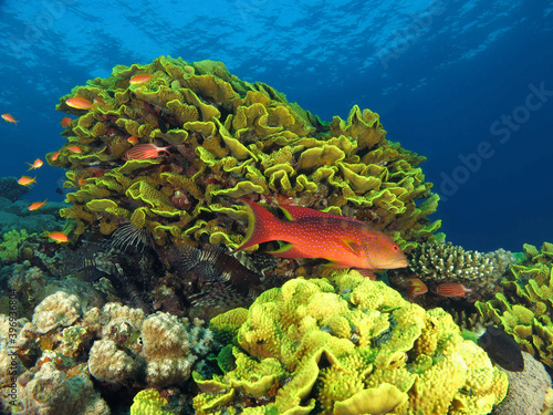 A Lyretail grouper Variola louti surrounded by beautiful Turbinaria reniformis coral photo