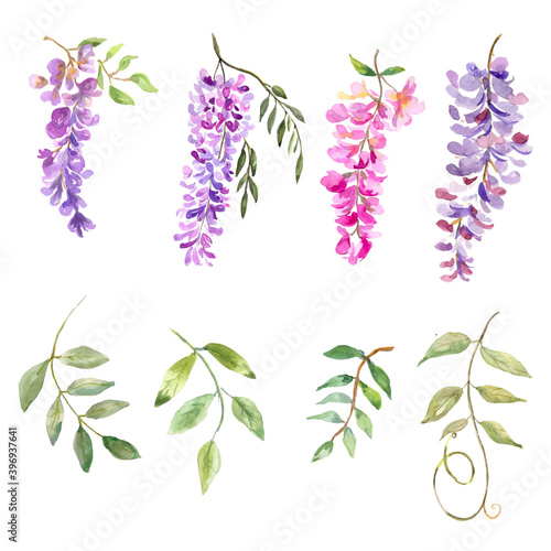 Watercolor illustration. Flora set. Twigs of blooming wisteria and branches with leaves. Elements for creating a floral design. photo
