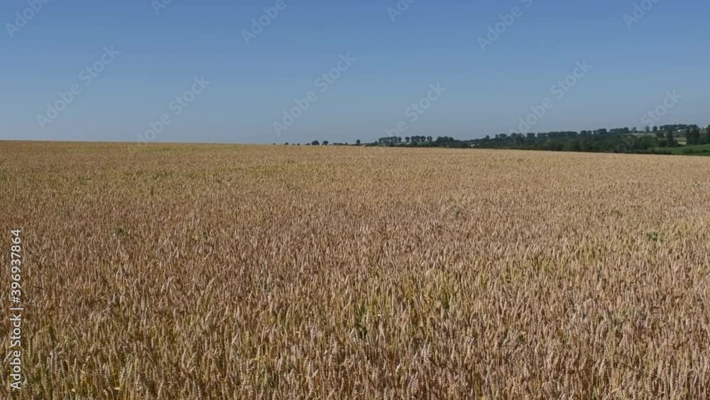 Panorama of wheat field in the afternoon. Blue sky. landscape of Ukraine Panorama of wheat field in the afternoon. Blue sky. landscape of Ukraine