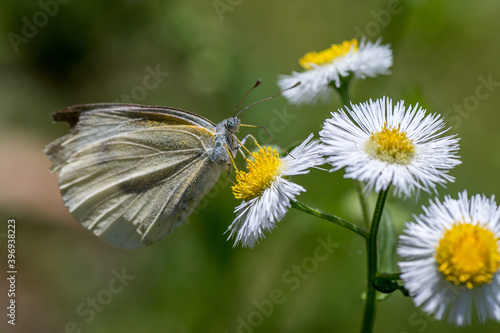 butterfly on a camomile © Feng