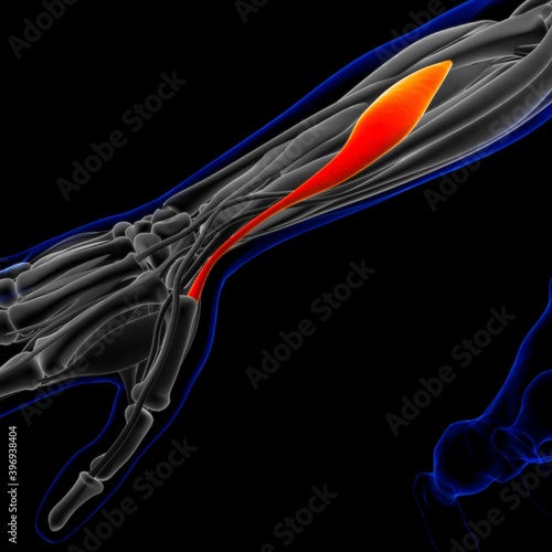 Abductor Pollicis Longus Muscle Anatomy For Medical Concept 3D Illustration photo