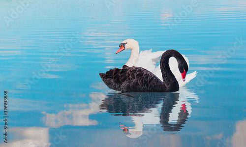 Fototapeta Naklejka Na Ścianę i Meble -  Two swans swiming together in calm blue water - Black and White swan   - Black and White swan with reflection on water 