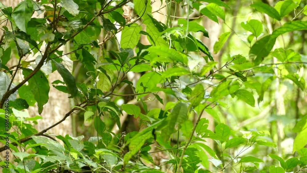 A beautiful green and yellow bird jumping from branch to branch before jumping out of frame A beautiful green and yellow bird jumping from branch to branch before jumping out of frame