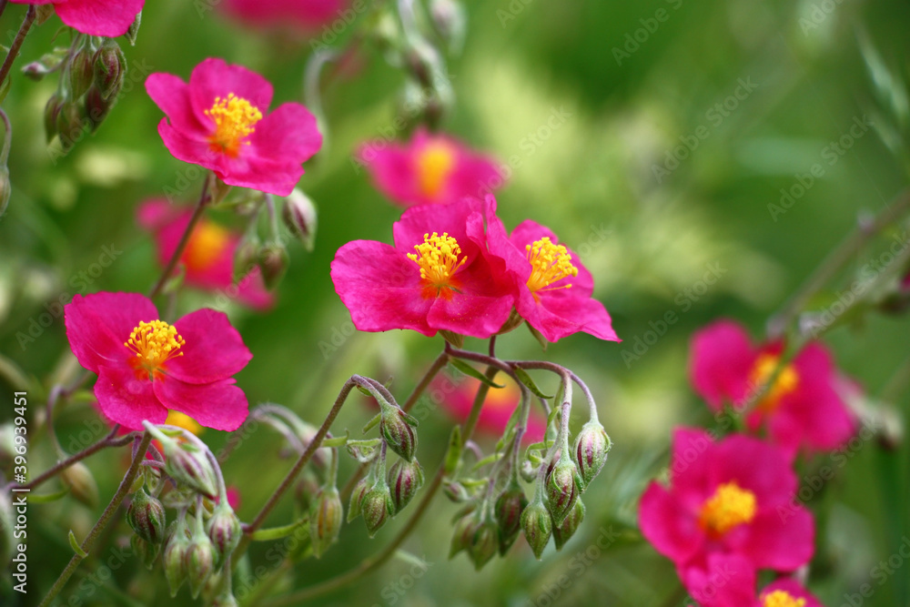 Beginning of summer.In a decorative garden the helianthemum bush blossoms in pink flowers with yellow stamens. Beginning of summer.In a decorative garden the helianthemum bush blossoms in pink flowers with yellow stamens.
