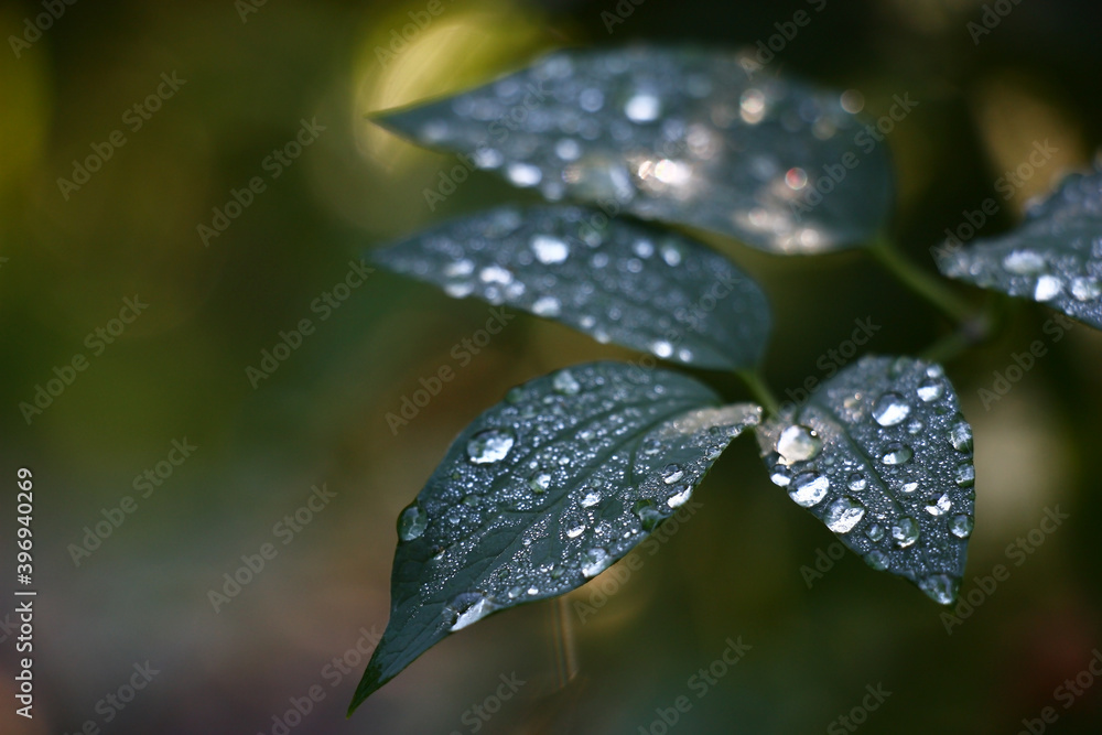 Green leaves are covered by small and large drops of water. Green leaves are covered by small and large drops of water.
