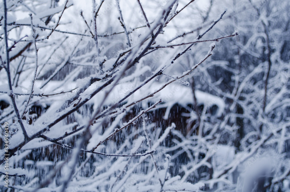 snow covered branches of tree snow covered branches of tree