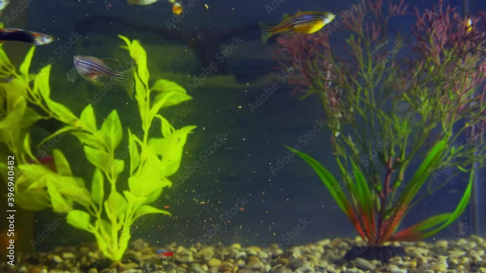 Aquarium fish swim among the algae Aquarium fish swim among the algae