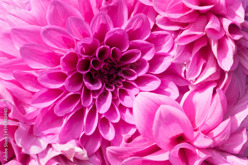 Dahlia flowers