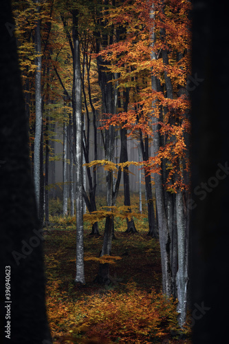 Red and colorful autumn col...