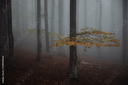 Colorful tall beech trees c...