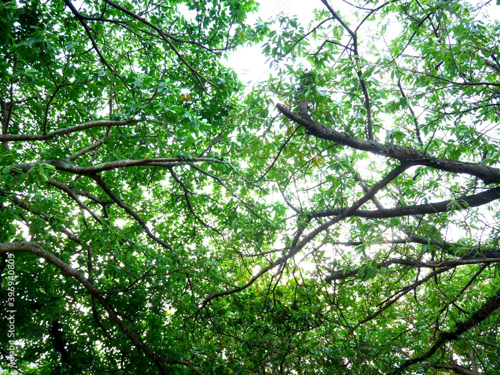 Fototapeta premium green leaves in the forest