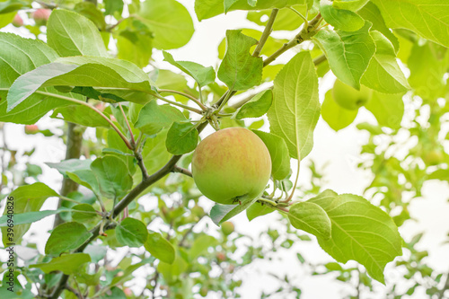 ripening green Apple on a tree branch