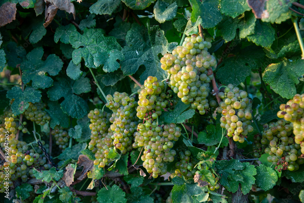 Bunch of Ripe Vineyard Grapes. Grapes Wineries. Bunch of Ripe Vineyard Grapes. Grapes Wineries.