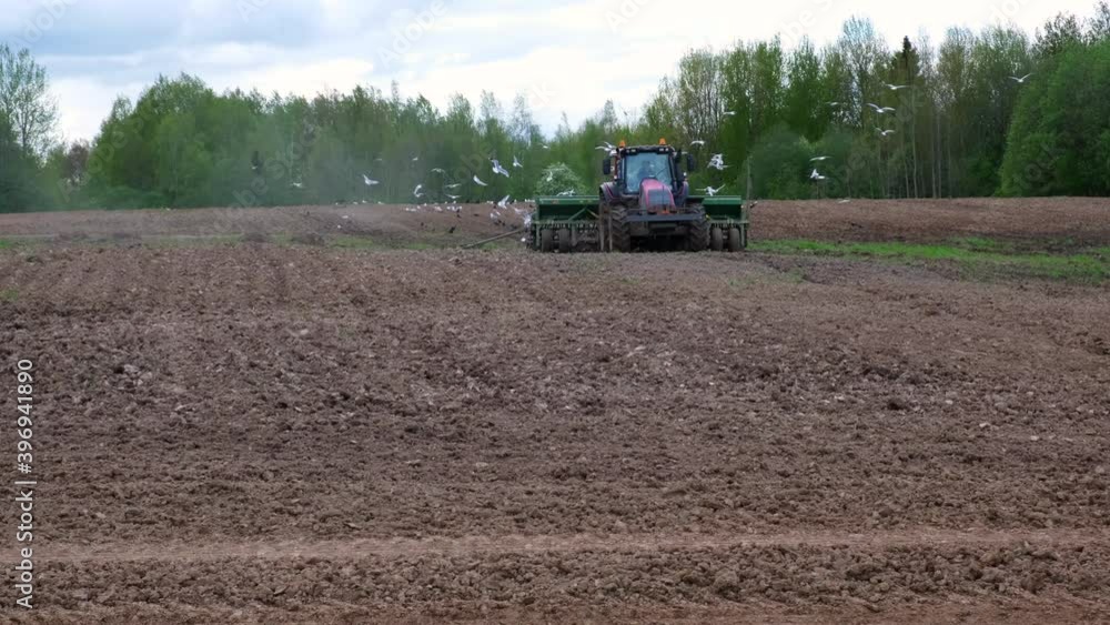 A tractor with a plow plows the field. Many birds fly over the field. Rural landscape. 4k footage