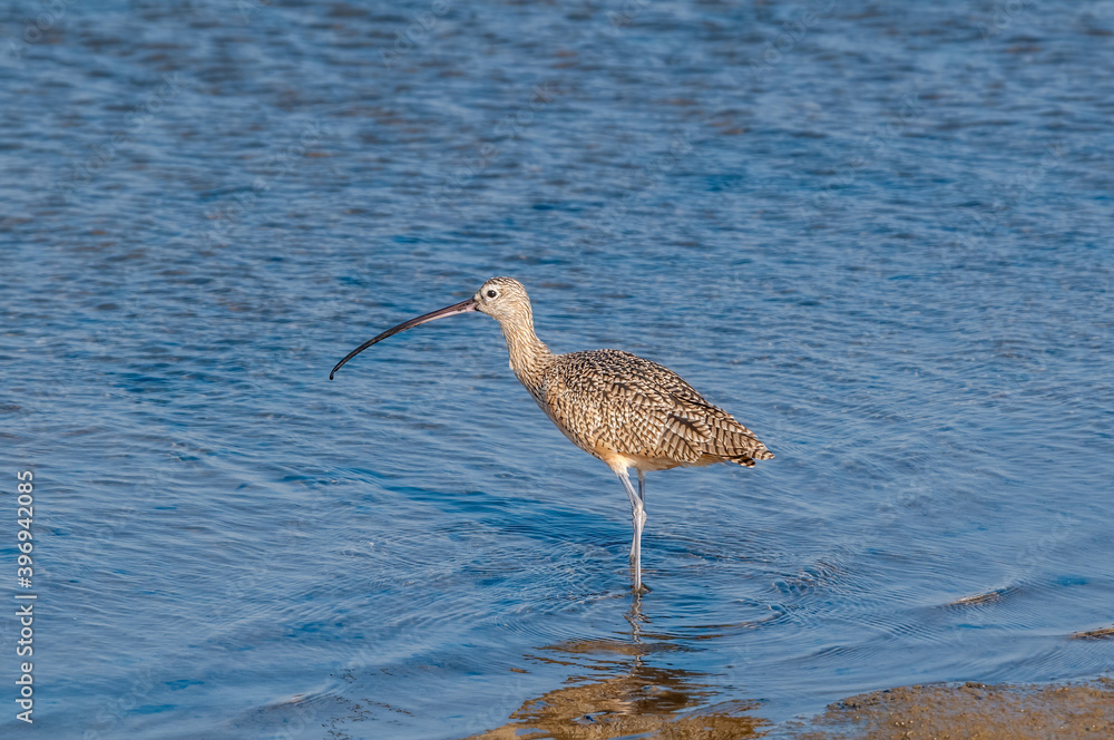 Long-billed Curlew (Numenius americanus) in Bolsa Chica Ecological Reserve, California, USA Long-billed Curlew (Numenius americanus) in Bolsa Chica Ecological Reserve, California, USA