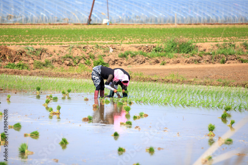 Farmer planted rice seedlings in the field