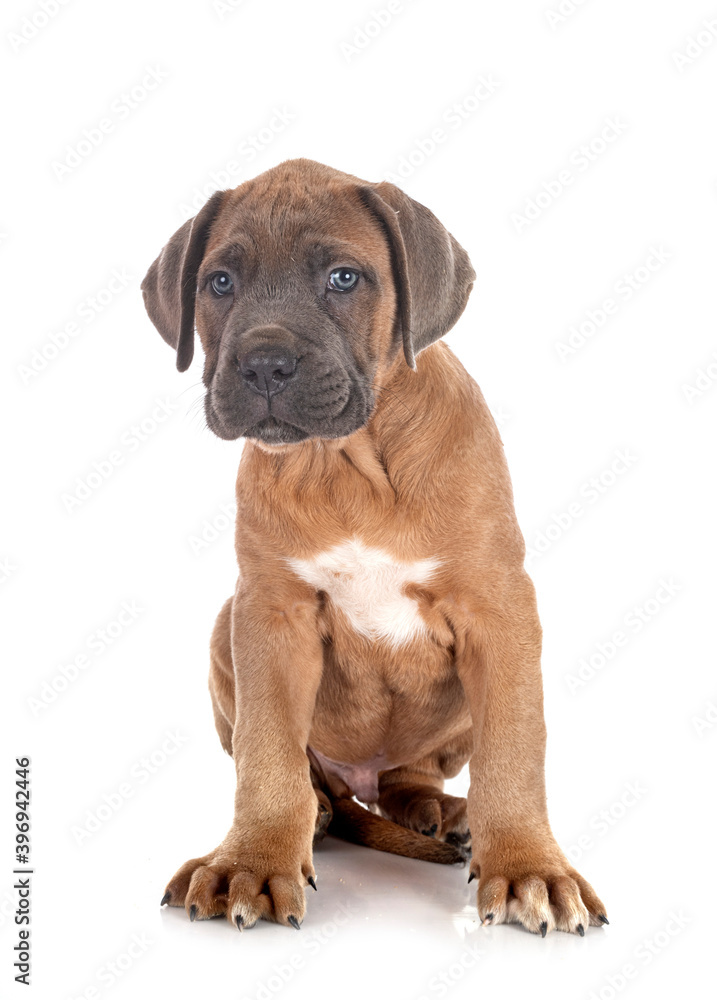 puppy cane corso puppy cane corso
