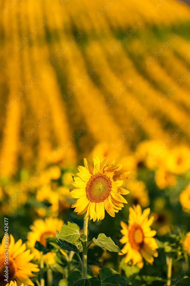 Obraz premium sunflowers in a field