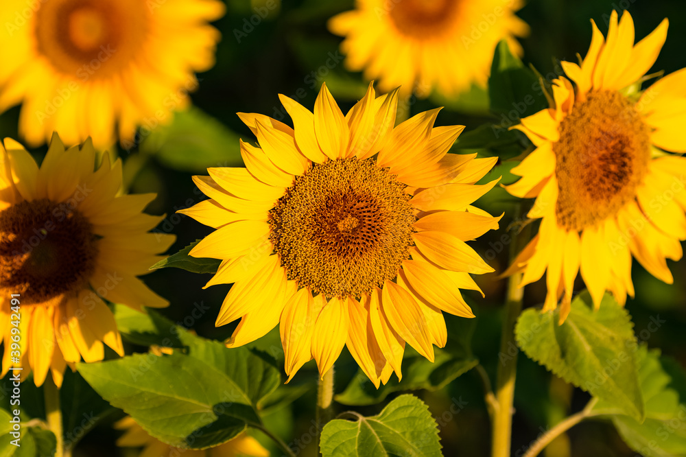 Obraz premium sunflowers in a field