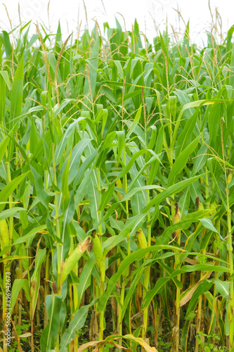 A green field of corn in India