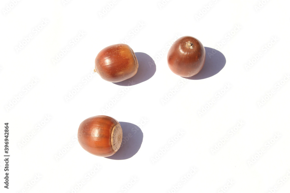 Acorns on a white background Acorns on a white background